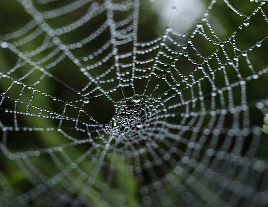 loyalita%cc%88tsfall-spider-web