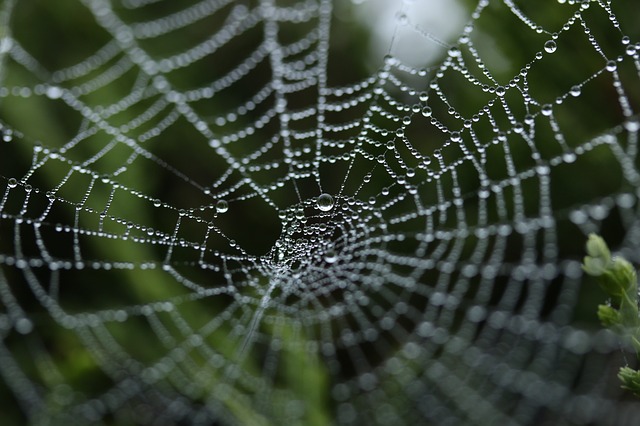 loyalita%cc%88tsfall-spider-web